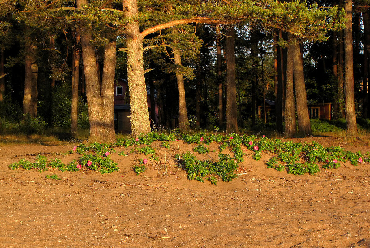 Вечерний свет - Александр Ильчевский Вечерний свет - Александр Ильчевский