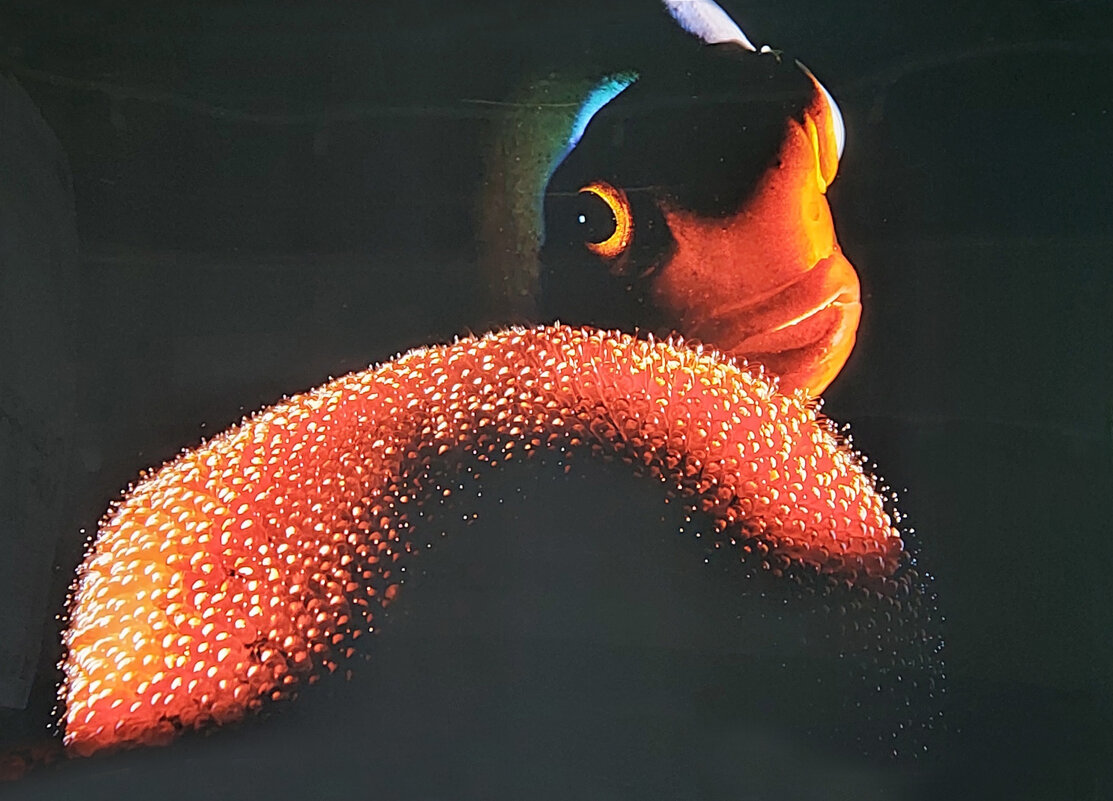 Нянька. фото  Ромео Бодолаи.. Венгрия. - ИРЭН@ .