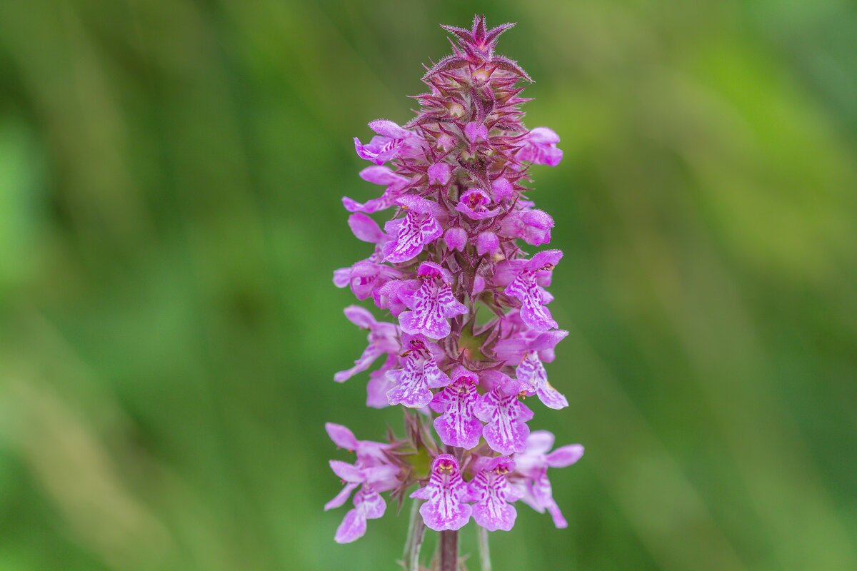 Краски лета. - Алексей Трухин Краски лета. - Алексей Трухин