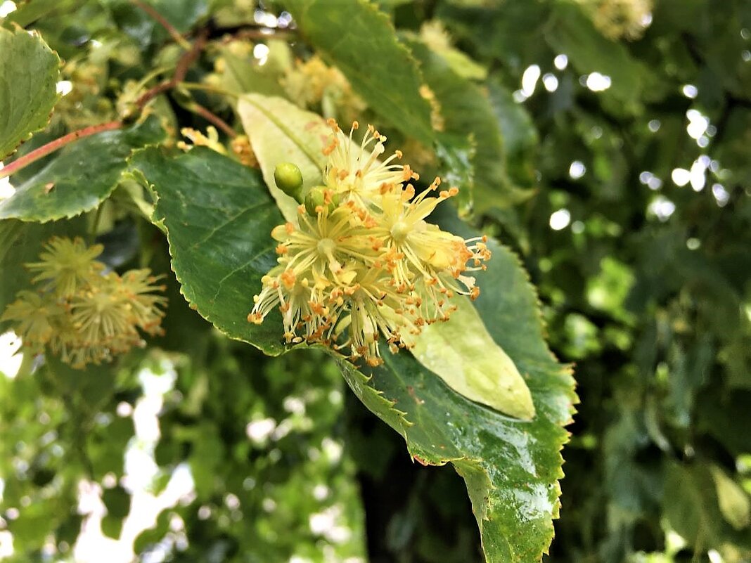 ***цветок на лодочке*** - Olga Oskolkova