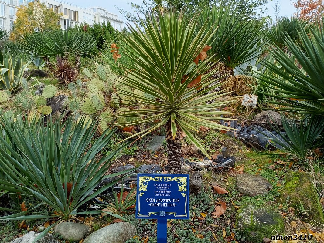 Адлер. Дендропарк "Южные культуры" - Нина Бутко Адлер. Дендропарк "Южные культуры" - Нина Бутко