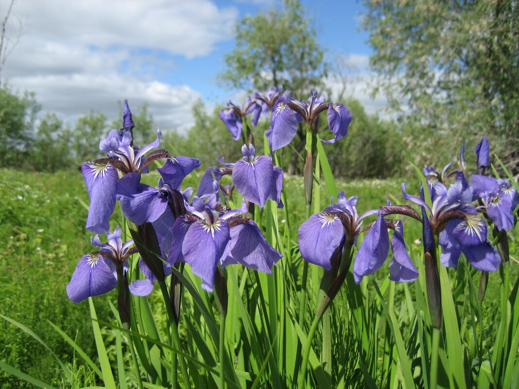 Касатики - Anna Ivanova