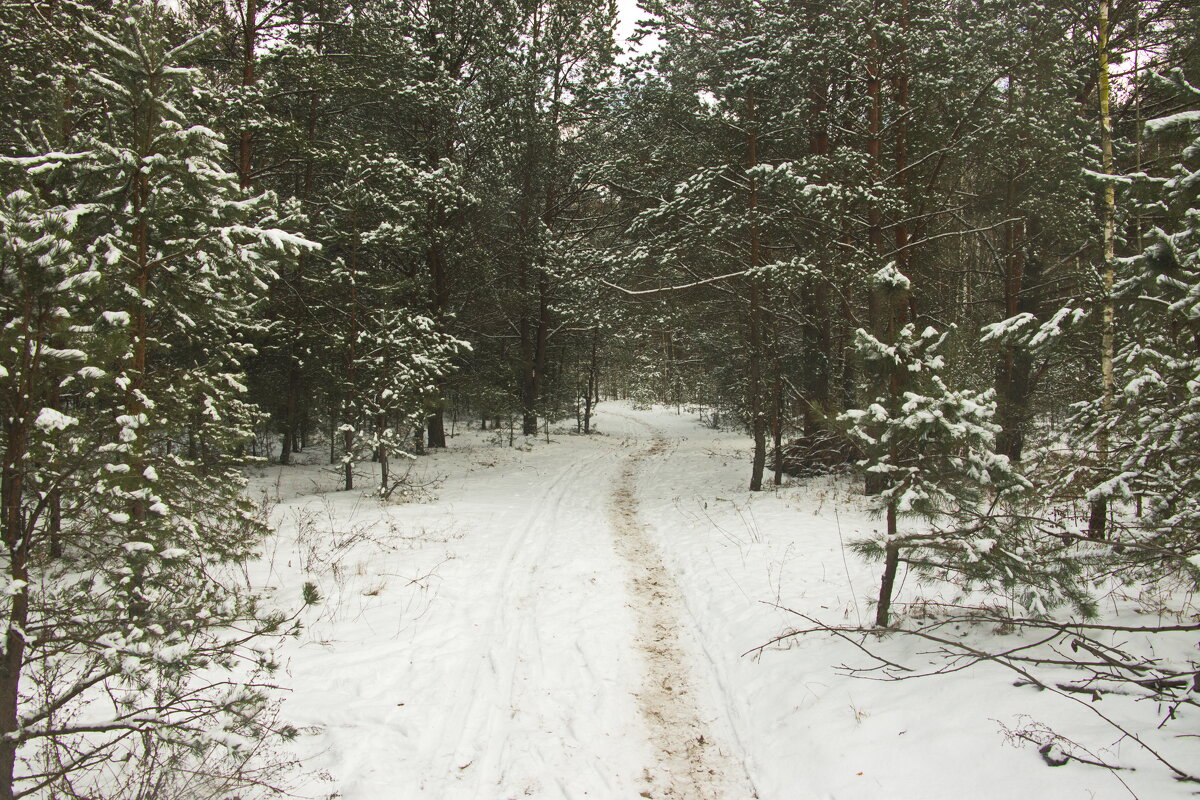где то в лесу - Владимир Зырянов