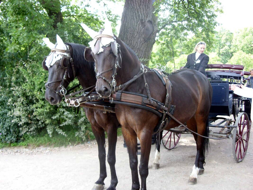 Лошадки в ожидании. - Ирина *** Лошадки в ожидании. - Ирина ***