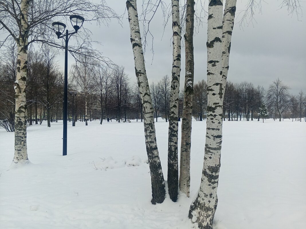 Зима - Сапсан 