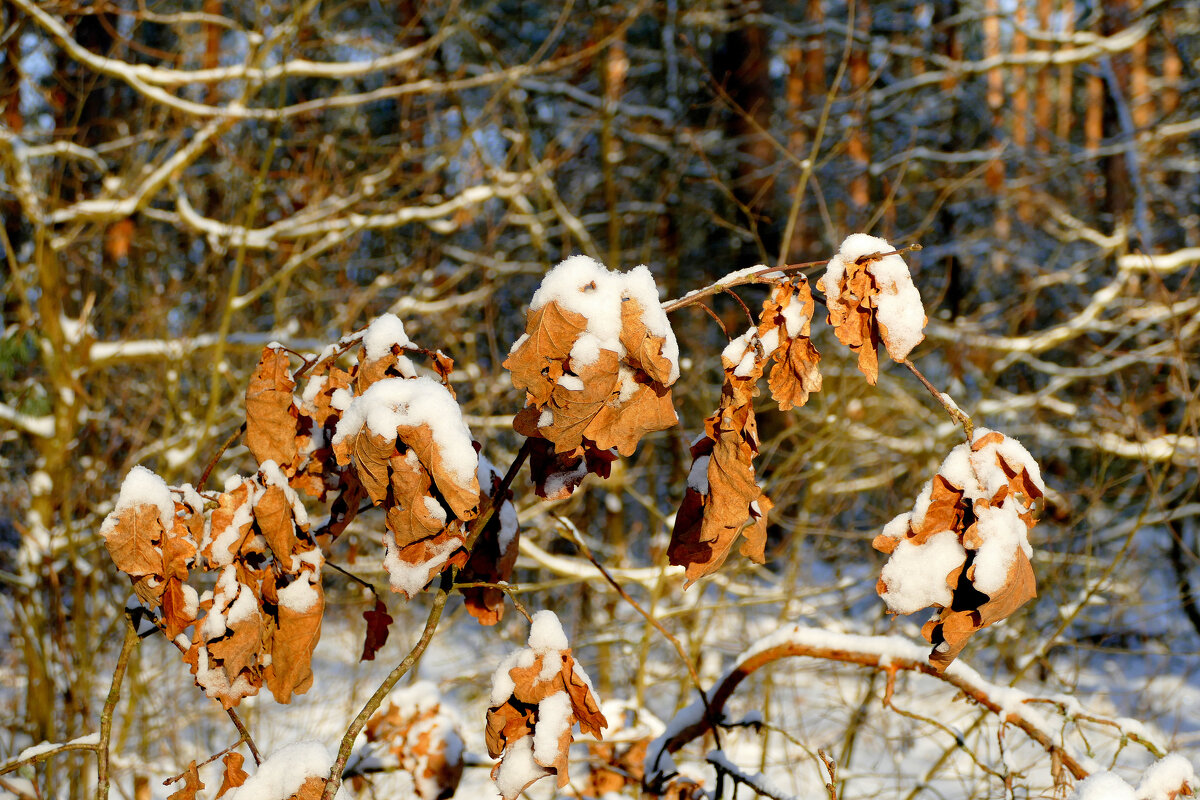 флора сегодняшнего утра 2 - Александр Прокудин флора сегодняшнего утра 2 - Александр Прокудин