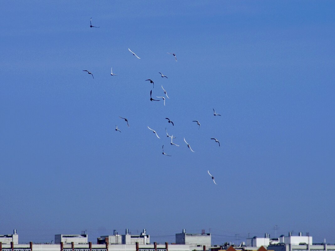 На третий круг - Сергей Швечков