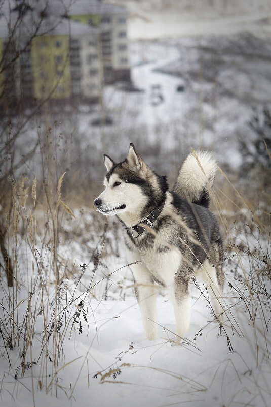 Ярик. - leff Postnov Ярик. - leff Postnov