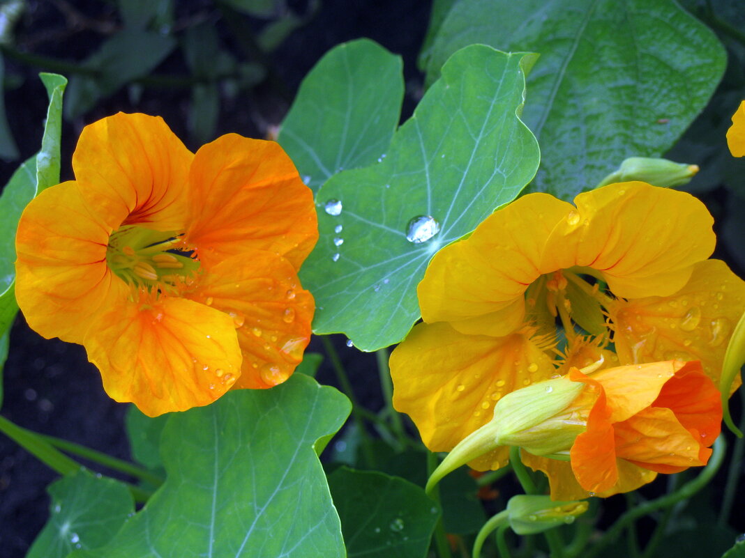 Настурция - ирина Настурция - ирина