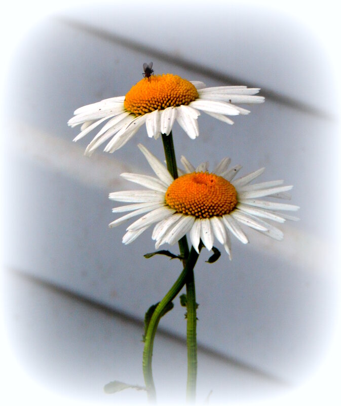 Желтоглазые ромашки. - nadyasilyuk Вознюк