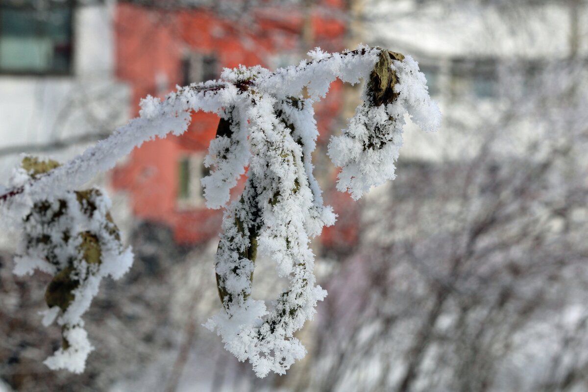 В инее - Ольга В инее - Ольга