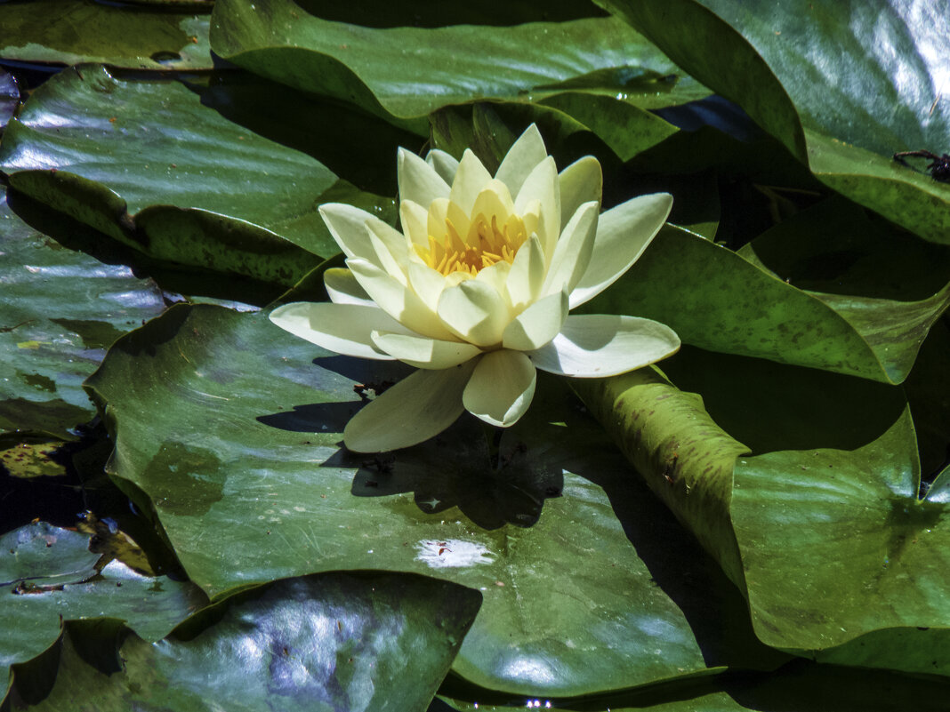 Белая водяная лилия - Валентин Семчишин