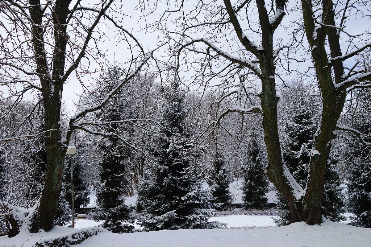 Февраль в городском парке - Рита Симонова Февраль в городском парке - Рита Симонова