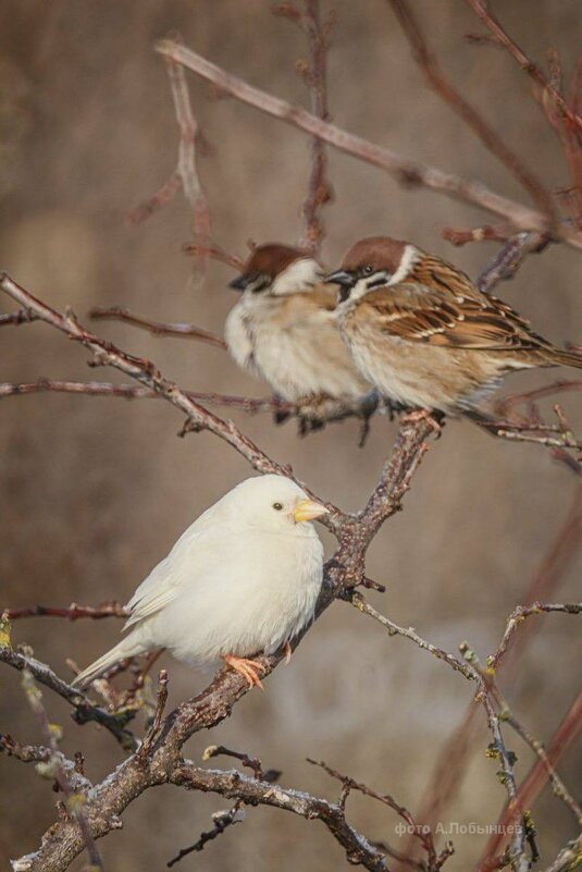 Альбинос - Сеня Белгородский