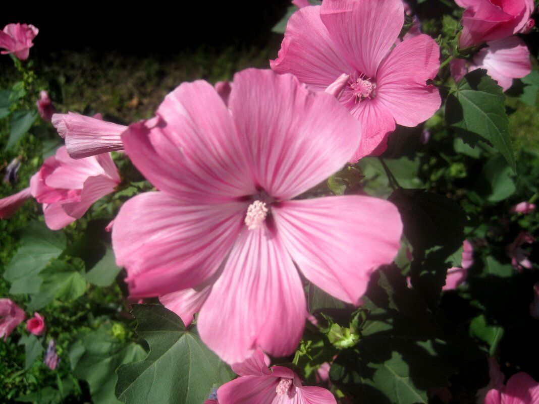 Летние - Елена Семигина Летние - Елена Семигина