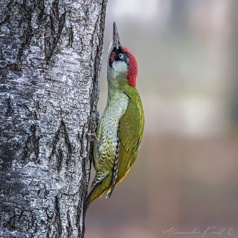 Реакция - Александр К. Реакция - Александр К.