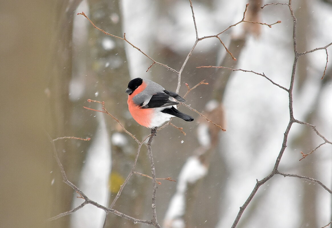 Он - Алексей . Он - Алексей .