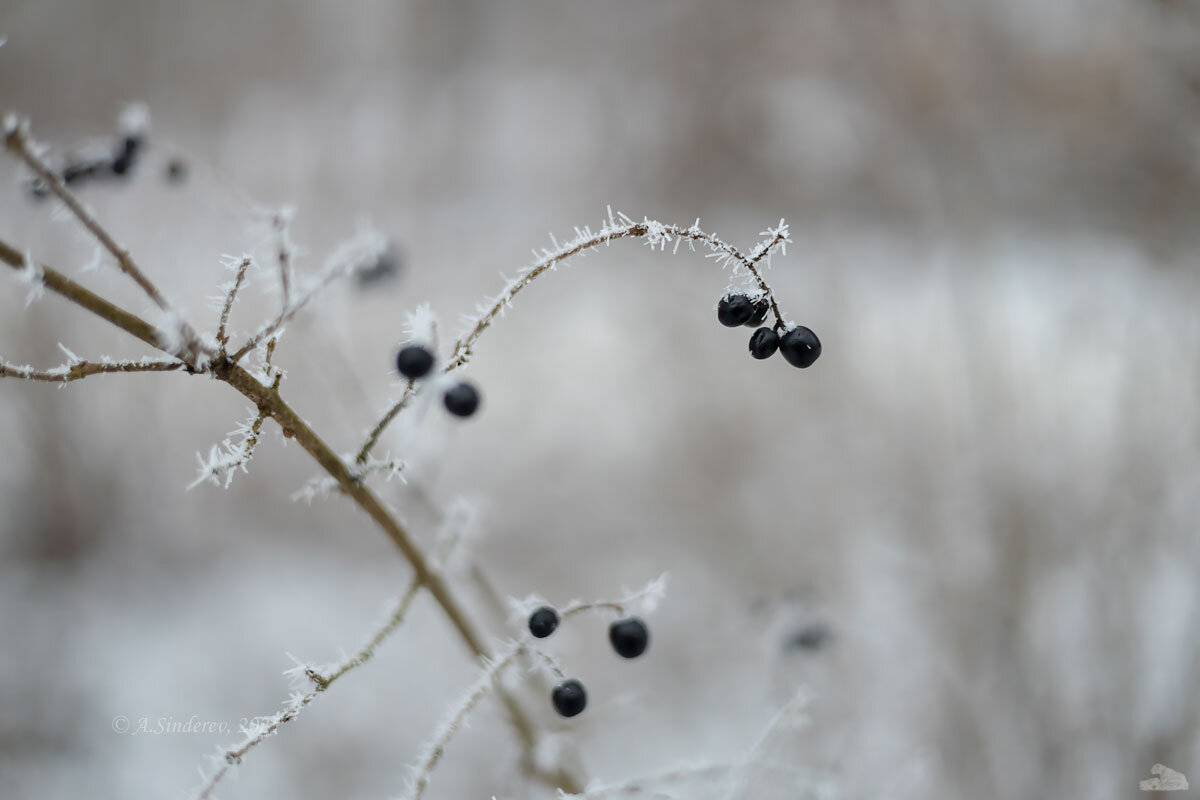 Бузина зимой - Александр Синдерёв