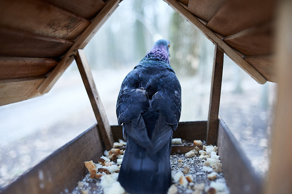 одинокий голубь - Александр Леонов
