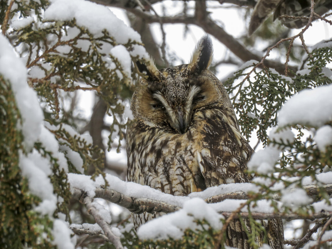 Ушаста сова - Валерий Ткаченко Ушаста сова - Валерий Ткаченко