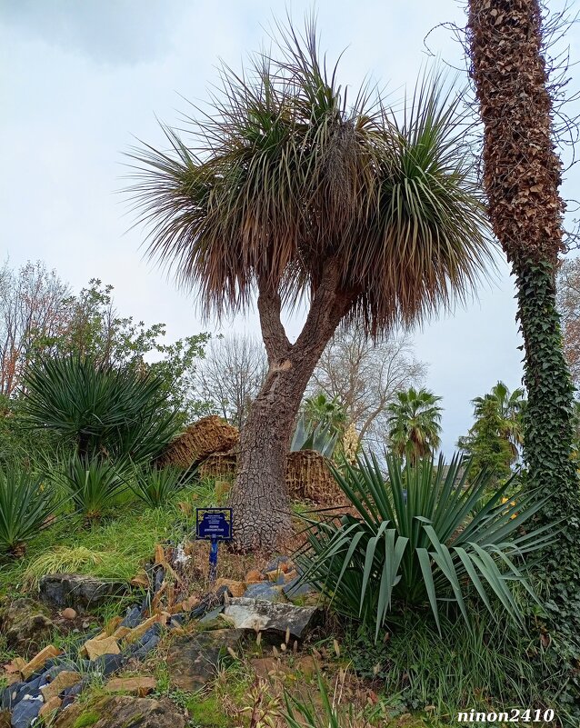 Адлер. Дендропарк "Южные культуры" - Нина Бутко Адлер. Дендропарк "Южные культуры" - Нина Бутко