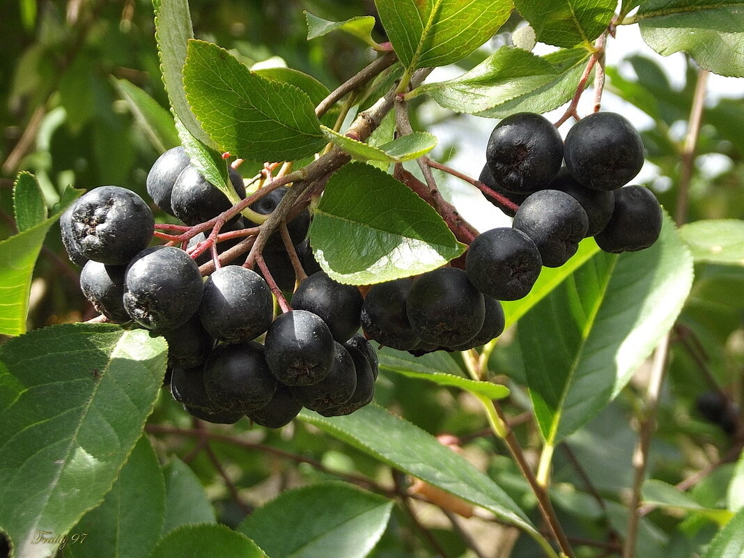 Черноплодка - Freddy 97 Черноплодка - Freddy 97