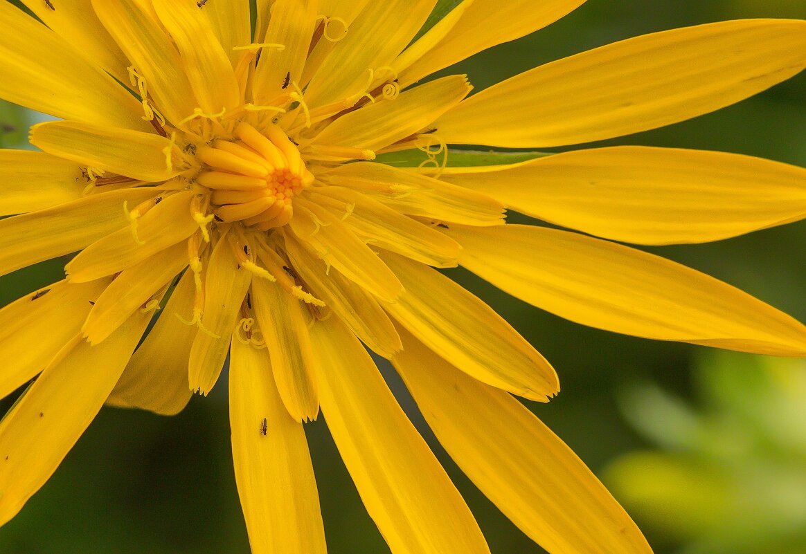 Краски лета. - Алексей Трухин