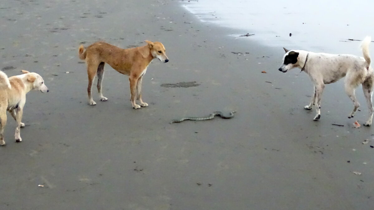 Уползай! - Павел Трунцев Уползай! - Павел Трунцев