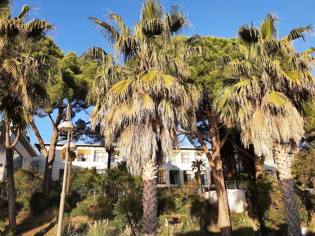 Санаторий Авангард - Tata Wolf