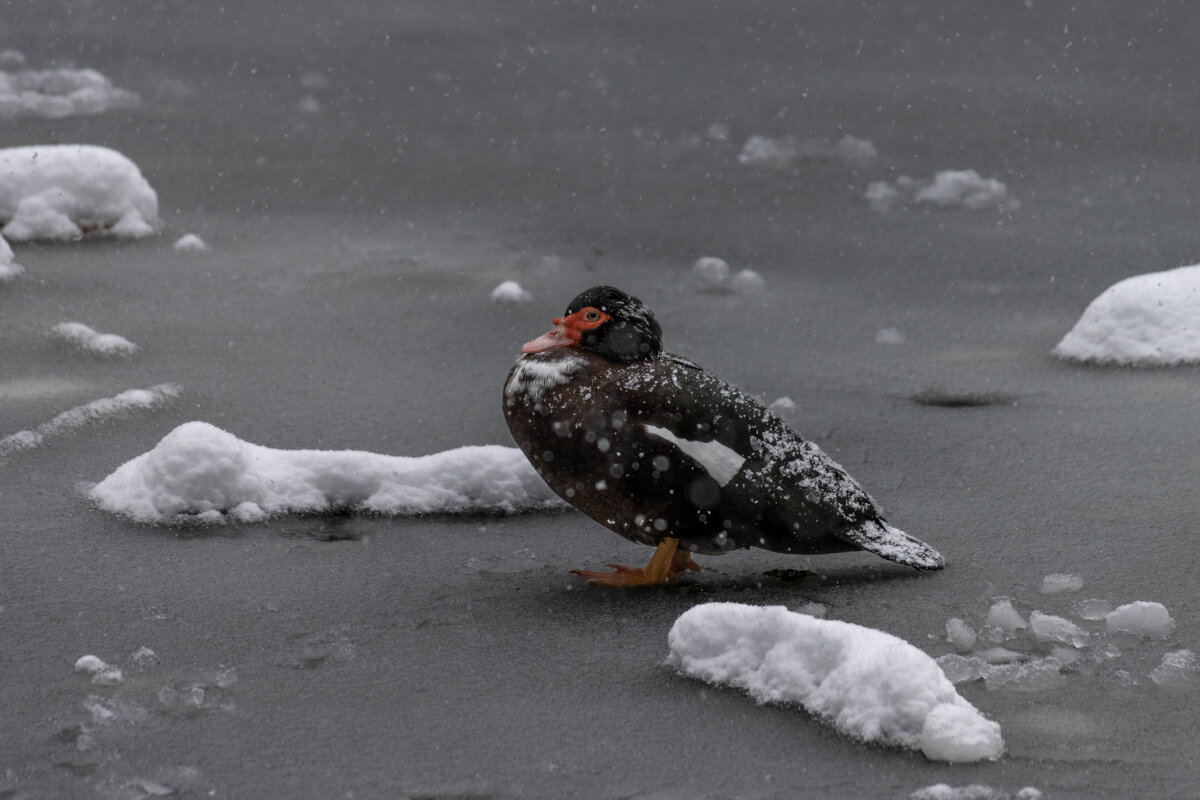 Одна-одинешенка на замершем озере. - Дмитрий А Одна-одинешенка на замершем озере. - Дмитрий А
