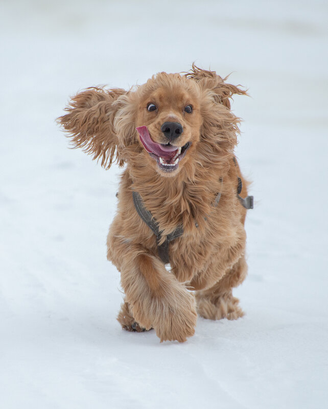 Довольная, хитрая морда =) - Павел Харлин Довольная, хитрая морда =) - Павел Харлин