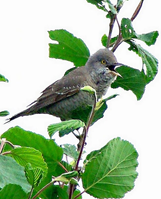 ястребиная славка - gawrilа - dan