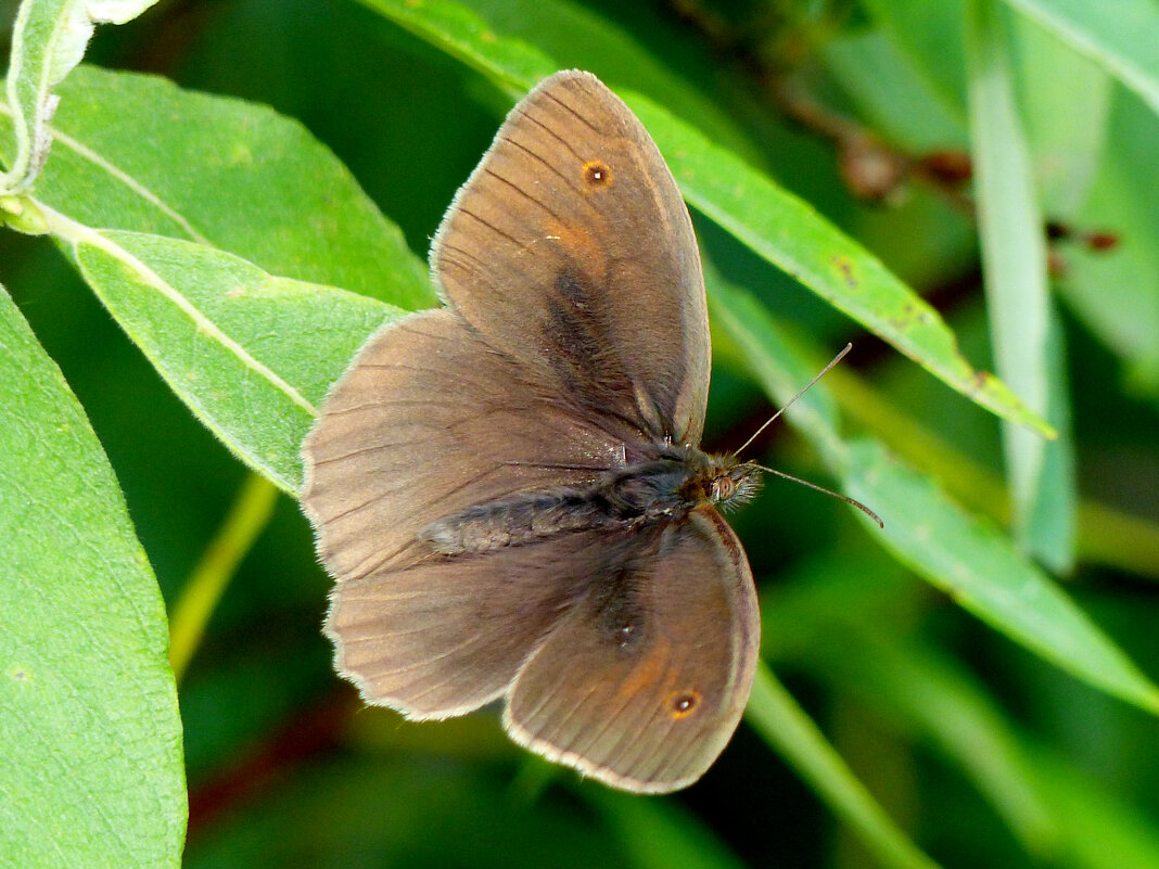 опять про бабочек 356 - Александр Прокудин