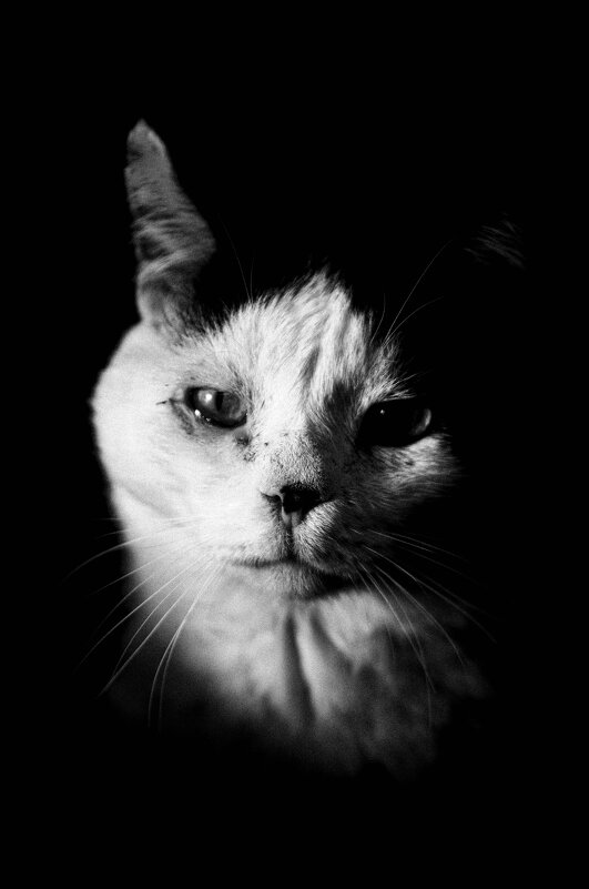 Бандит - Bedlam 