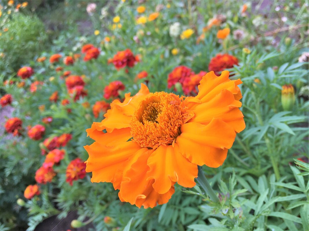 ***цветочный рай*** - Olga Oskolkova