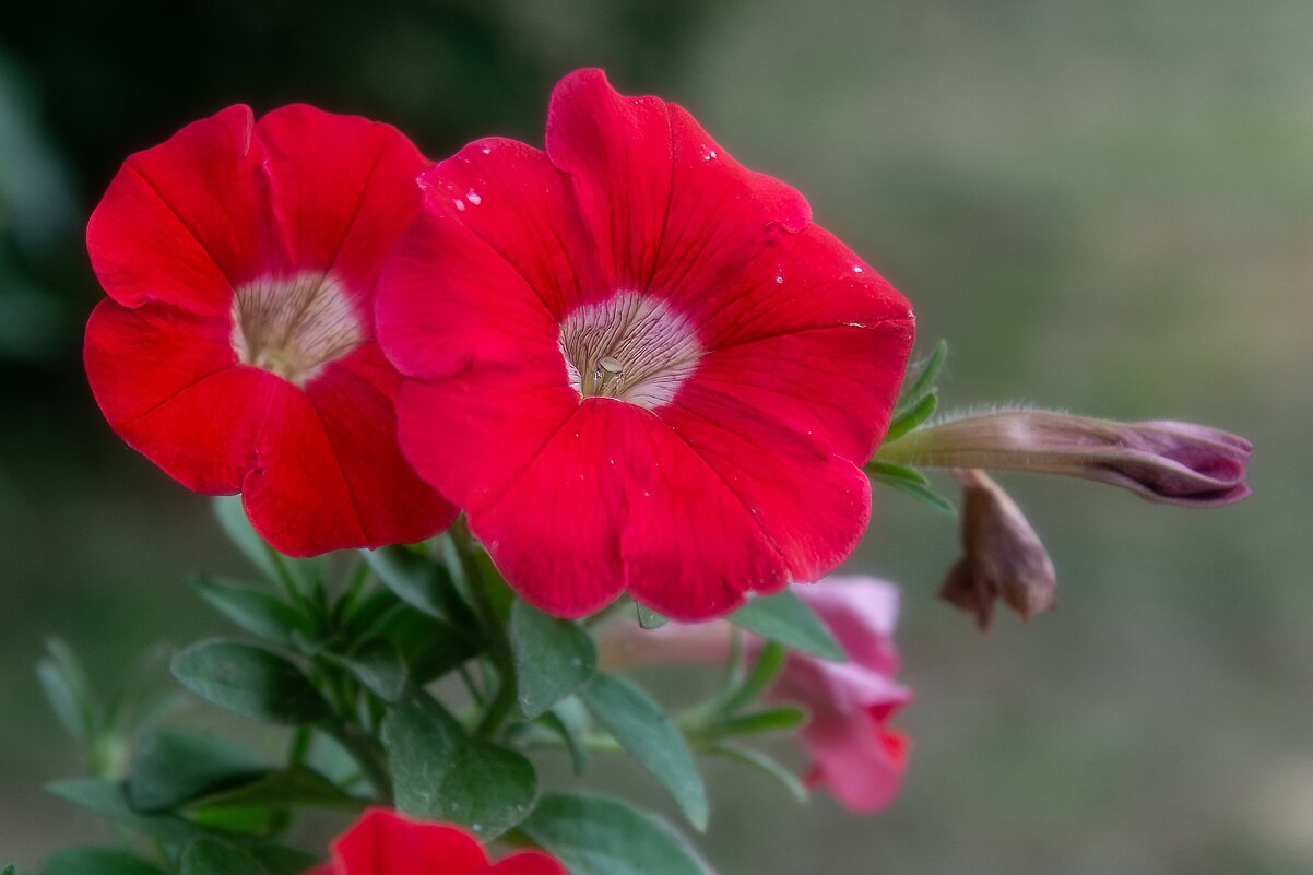 *** - Виктор Иванович Чернюк