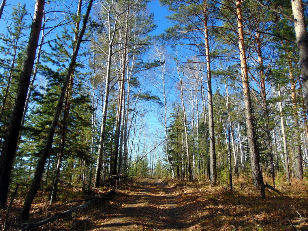 Тенистая дорога. - nadyasilyuk Вознюк Тенистая дорога. - nadyasilyuk Вознюк
