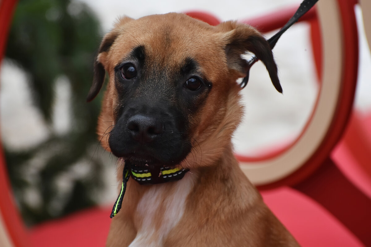 Фестиваль «Зима в Москве». Воронцово. А мне тоже интересно... - Наташа ***** Фестиваль «Зима в Москве». Воронцово. А мне тоже интересно... - Наташа *****