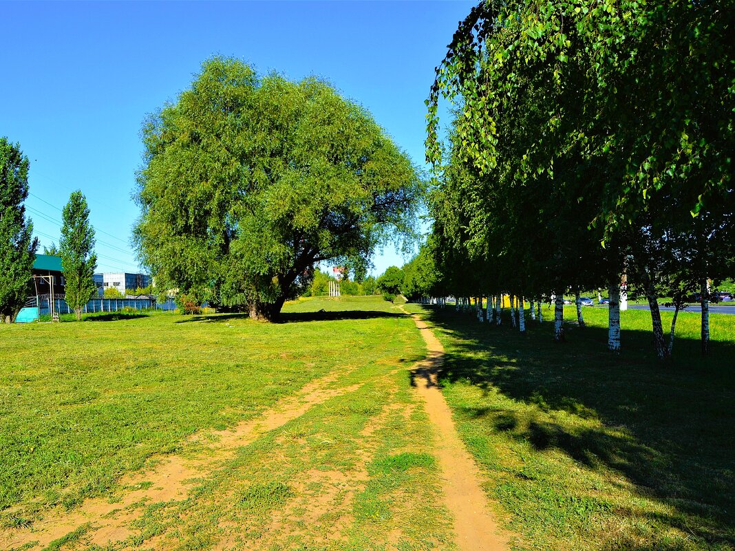 Чебоксары. Одинокая ива у берёзовой аллеи Марпосадского шоссе. - Пётр Чернега Чебоксары. Одинокая ива у берёзовой аллеи Марпосадского шоссе. - Пётр Чернега