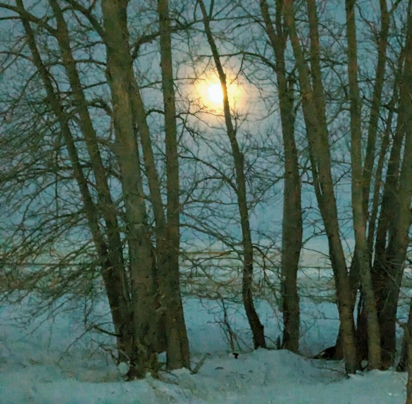 Лунная ночь - Георгиевич 