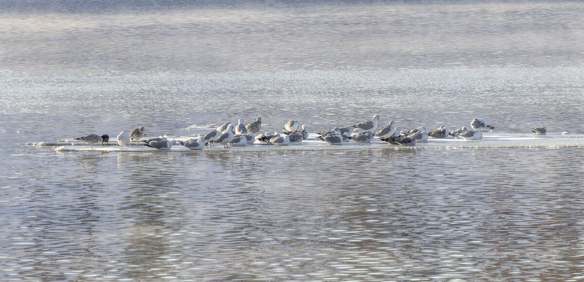 чайки на льдине - юрий макаров