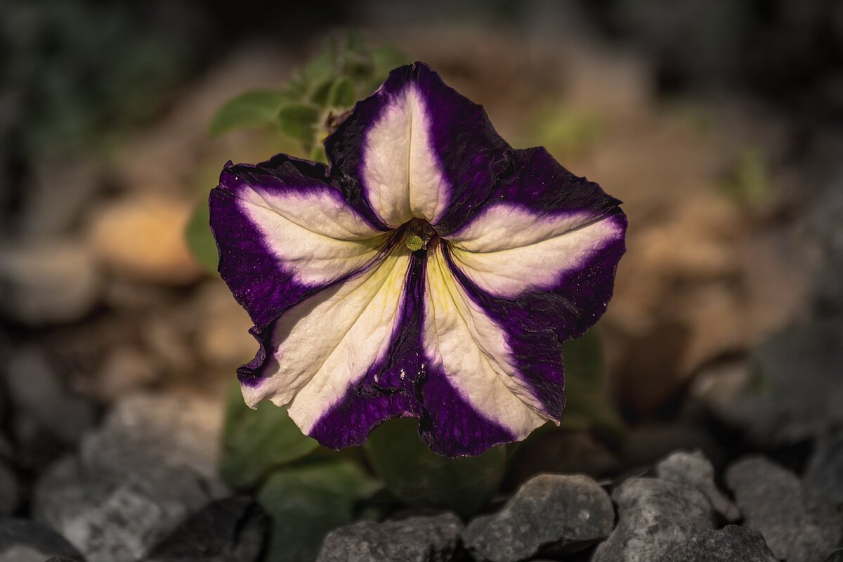 Петуния - Игорь Сикорский