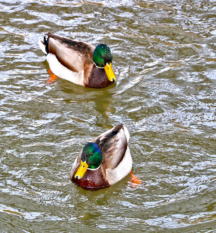 Парочка красавцев - Светлана 