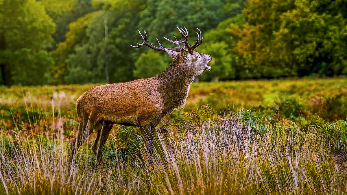 Алтайский марал - Aleksey Afonin Алтайский марал - Aleksey Afonin