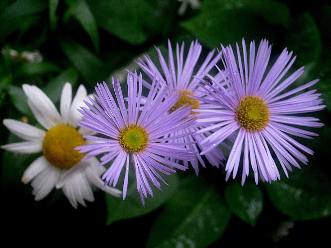 Цветы лета - Елена Семигина Цветы лета - Елена Семигина