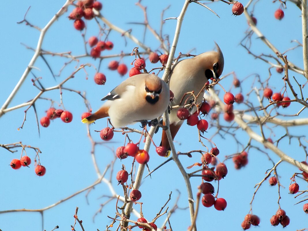 Свиристели - Зоя Мишина Свиристели - Зоя Мишина