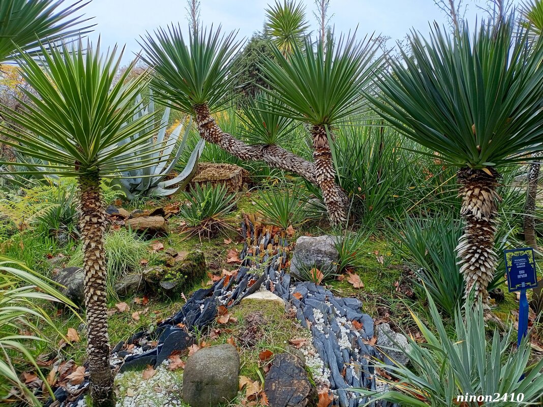 Адлер. Дендропарк "Южные культуры" - Нина Бутко