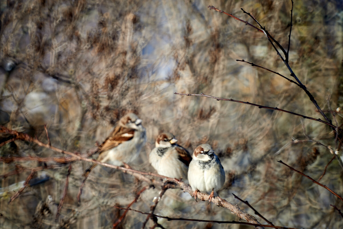 три мушкетера - Александр Леонов