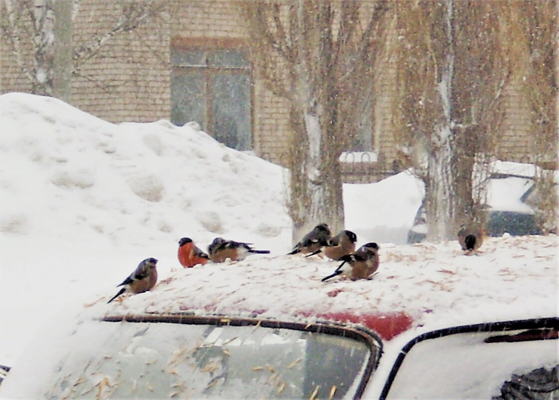 Зима. - Венера Чуйкова Зима. - Венера Чуйкова