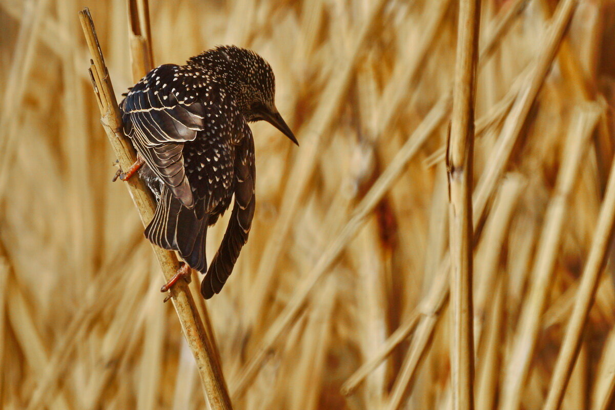 ** - Николай Саржанов